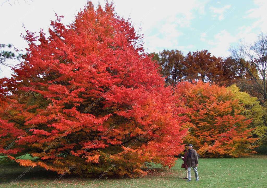 Természet - Szarvas - Arborétum