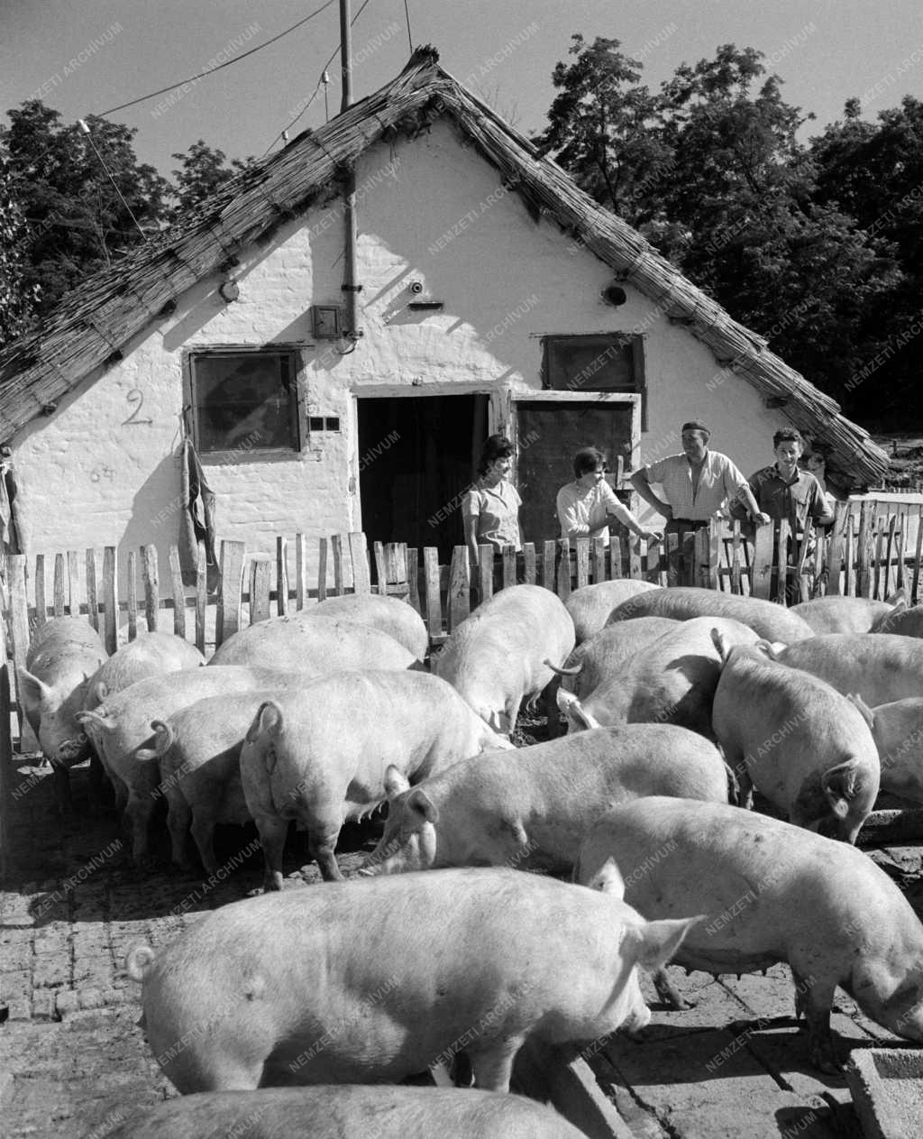 Mezőgazdaság - Állattenyésztés a Kanacsi Állami Gazdaságban