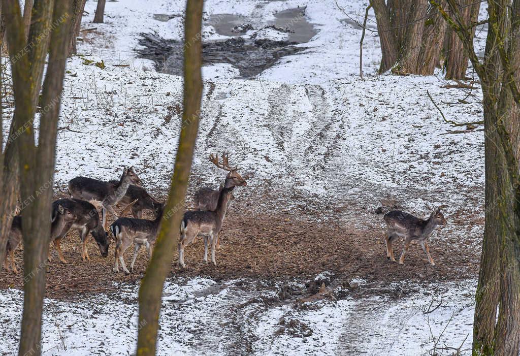 Vadgazdálkodás - Nyíradony - Dámvadak a téli erdőben