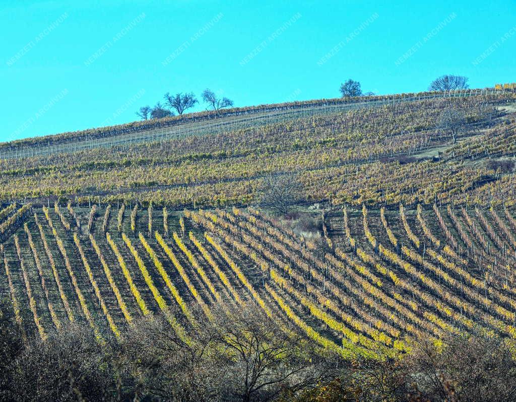 Mezőgazdaság - Szőlőültetvények Tokaj-Hegyalján