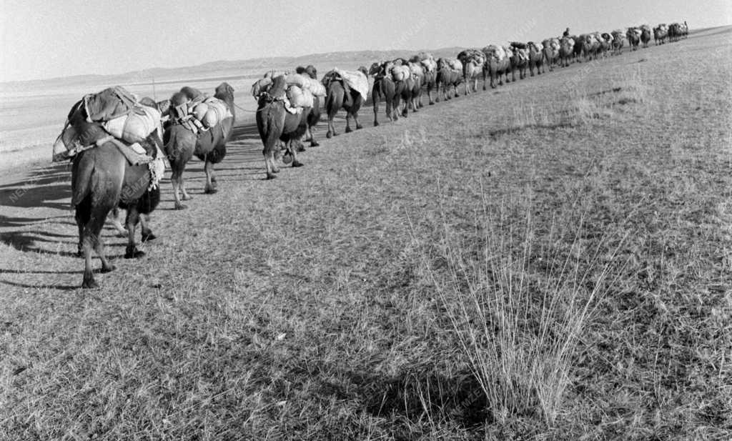 Életkép - Mongólia - Teve karaván