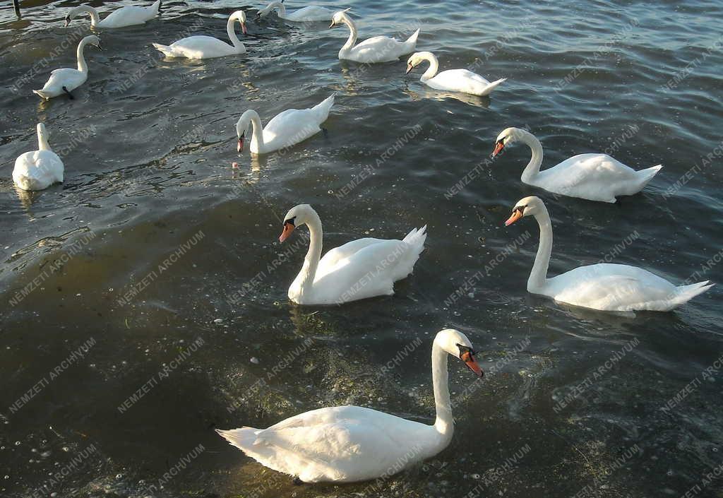 Természet - Zamárdi - Bütykös hattyúk a Balatonon