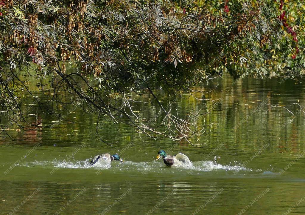  Természet - Martonvásár - Ősz a Brunszvik-kastély parkjában