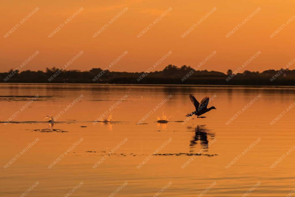 Természet - Tisza-tó