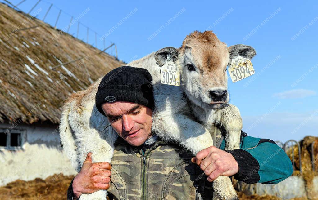 Állattartás - Hortobágy - Születnek a magyar szürkemarha borjak 