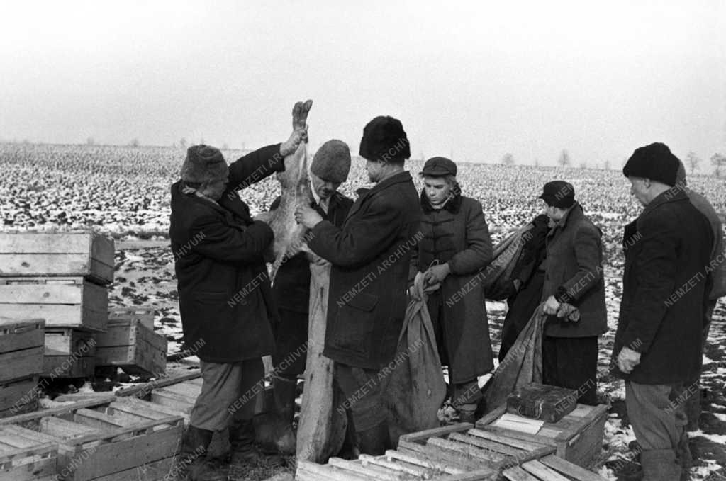 Vadgazdálkodás - Élő nyúlfogás hálóval