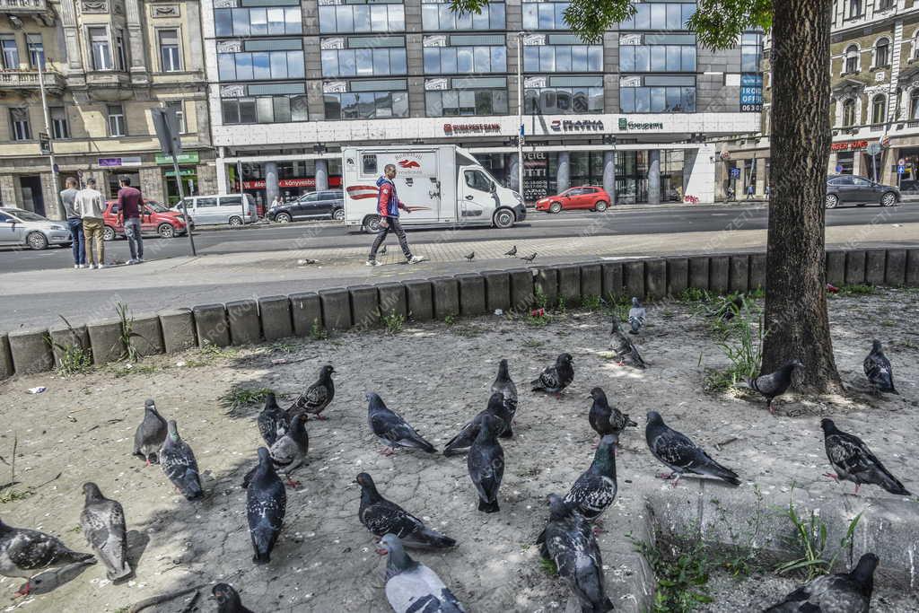 Városkép - Környezetszennyezés - Galambok a fővárosi Blaha Lujza téren