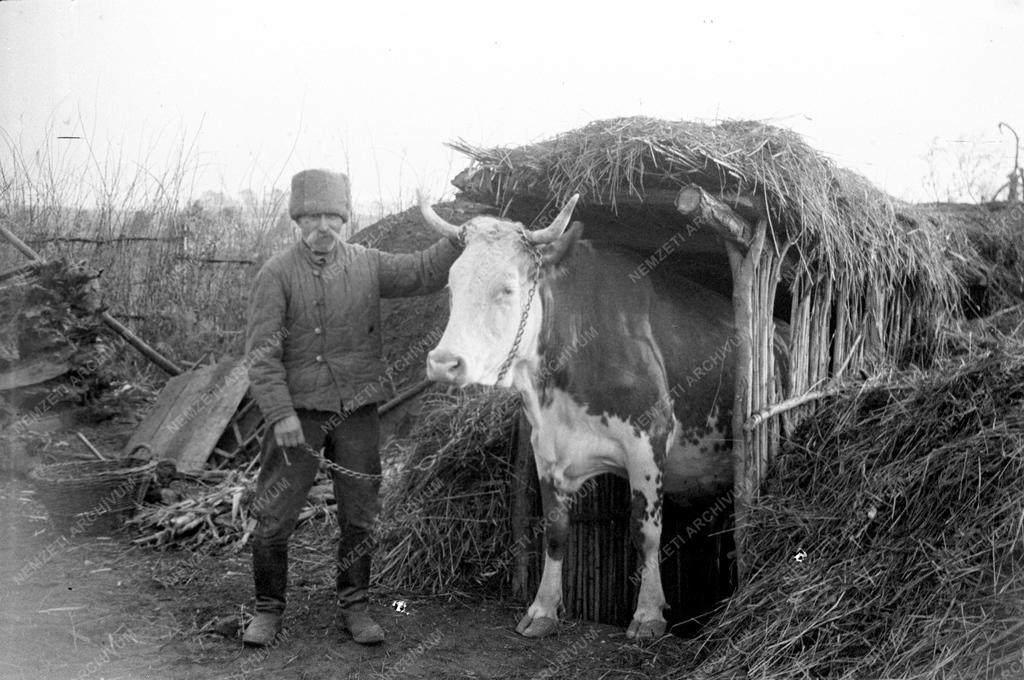 Mezőgazdaság - Parasztgazda 1948-ban