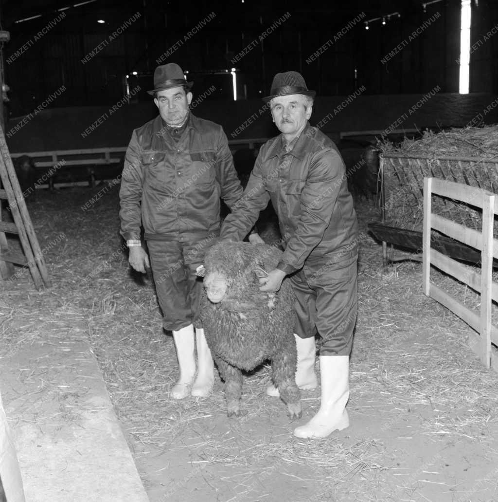 Mezőgazdaság - Tenyészkosok árverése Jászboldogházán