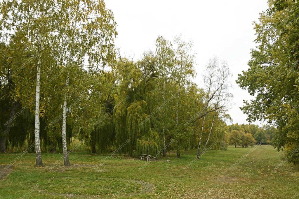 Természet - Mátraháza - Parkrészlet a Sástó közelében