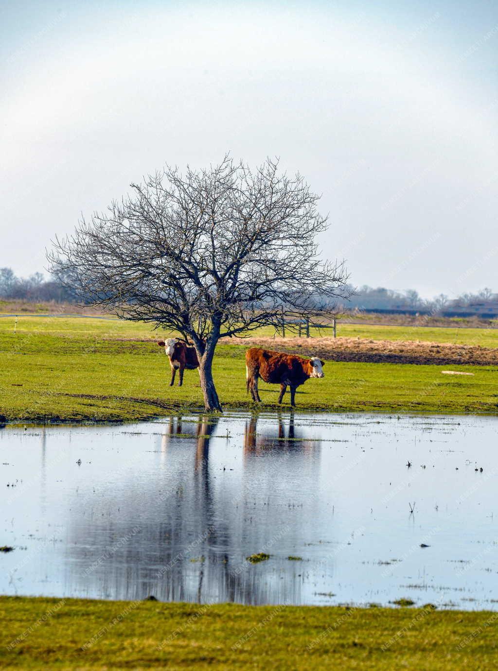 Természetvédelem - 50 éves a Hortobágyi Nemzeti Park