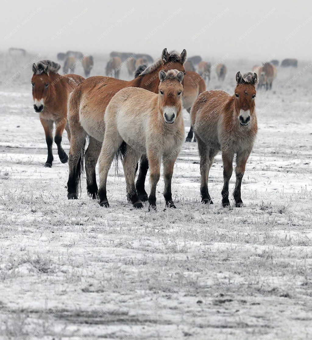 Állatvilág - Hortobágy - Przewalski-lovak a Hortobágyon