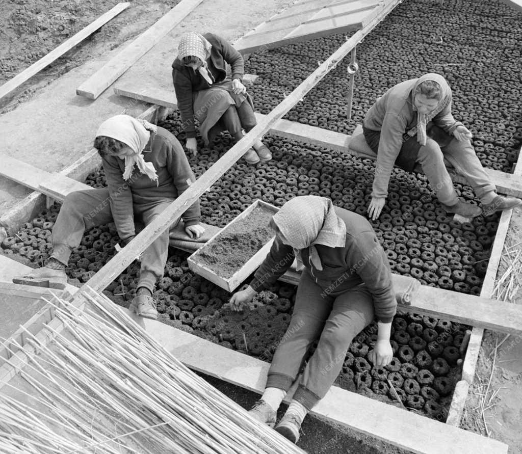 Növénytermesztés - A Szénbányászati Tröszt kertészete