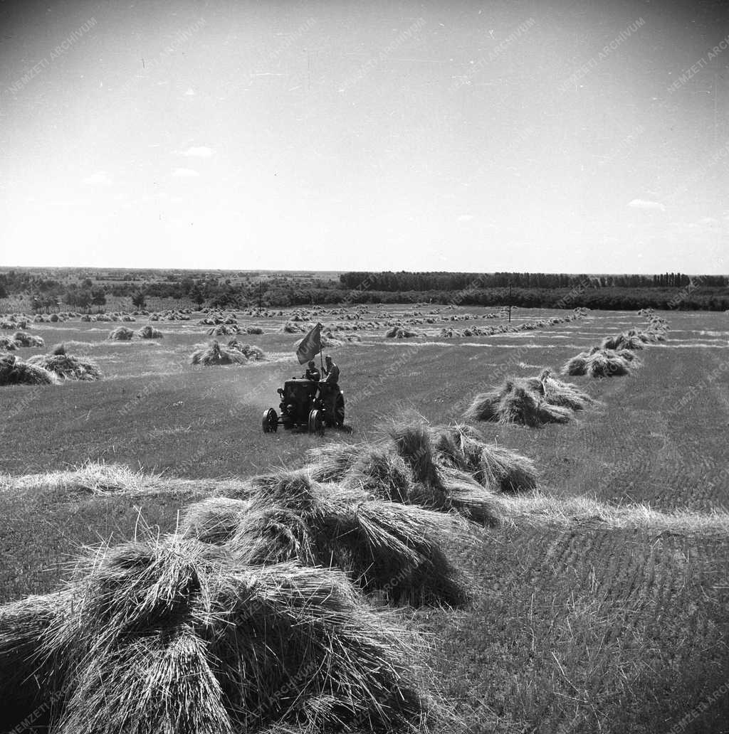 Termelőszövetkezet - Mezőgazdaság - Gyömrő