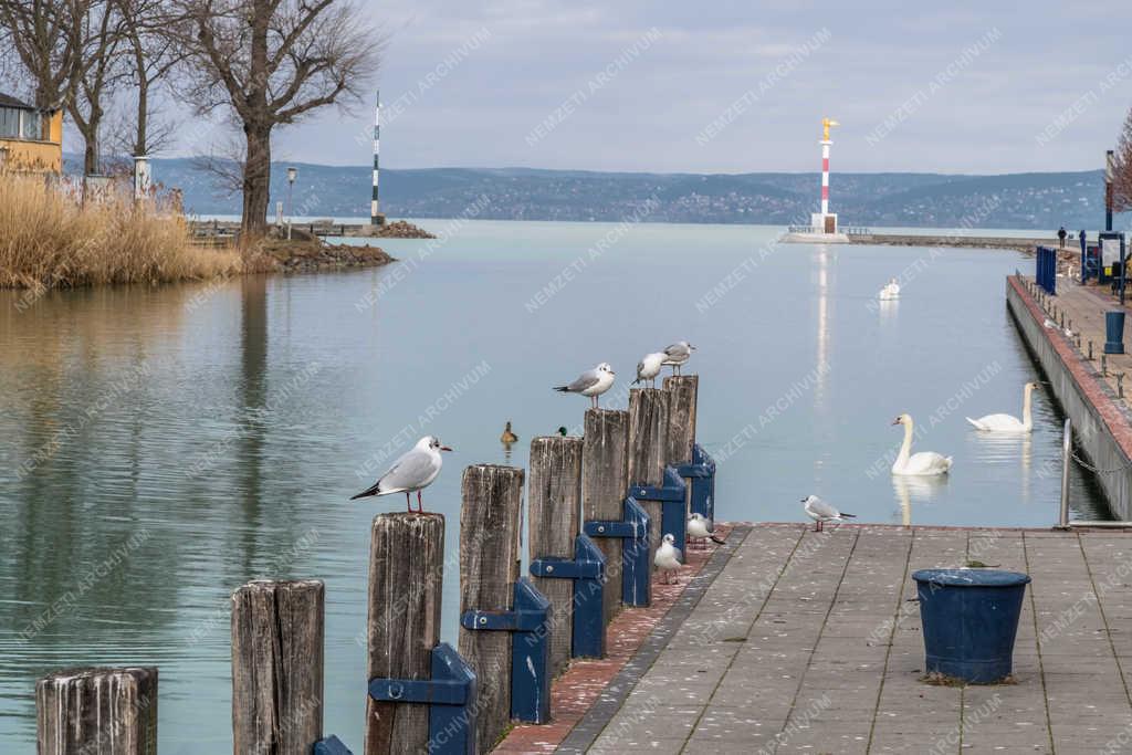 Természet - Siófok - Sirályok