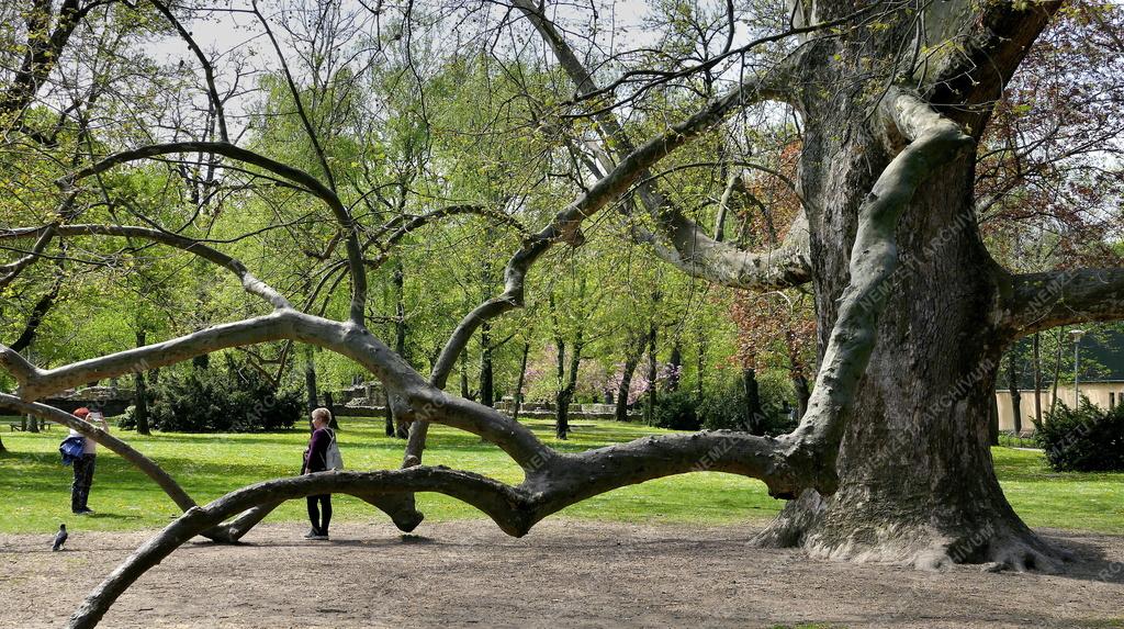 Városkép - Budapest - Tavasz a Margit-szigeten