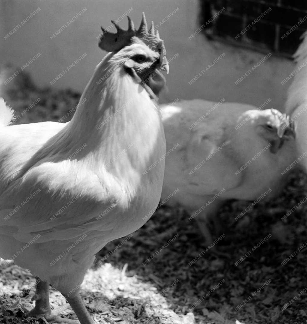 Mezőgazdaság - Gödöllői Kisállattenyésztési Kutató Intézet