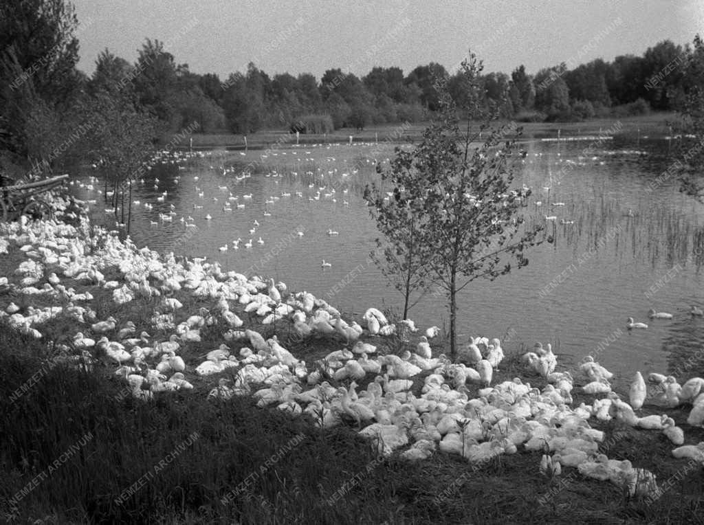 Mezőgazdaság - Baromfiipari Mezőgazdasági Vállalat győri víziszárnyas telep