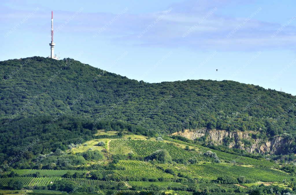 Tájkép - Tokaj - Szőlőparcellák a Kopasz-hegy oldalában