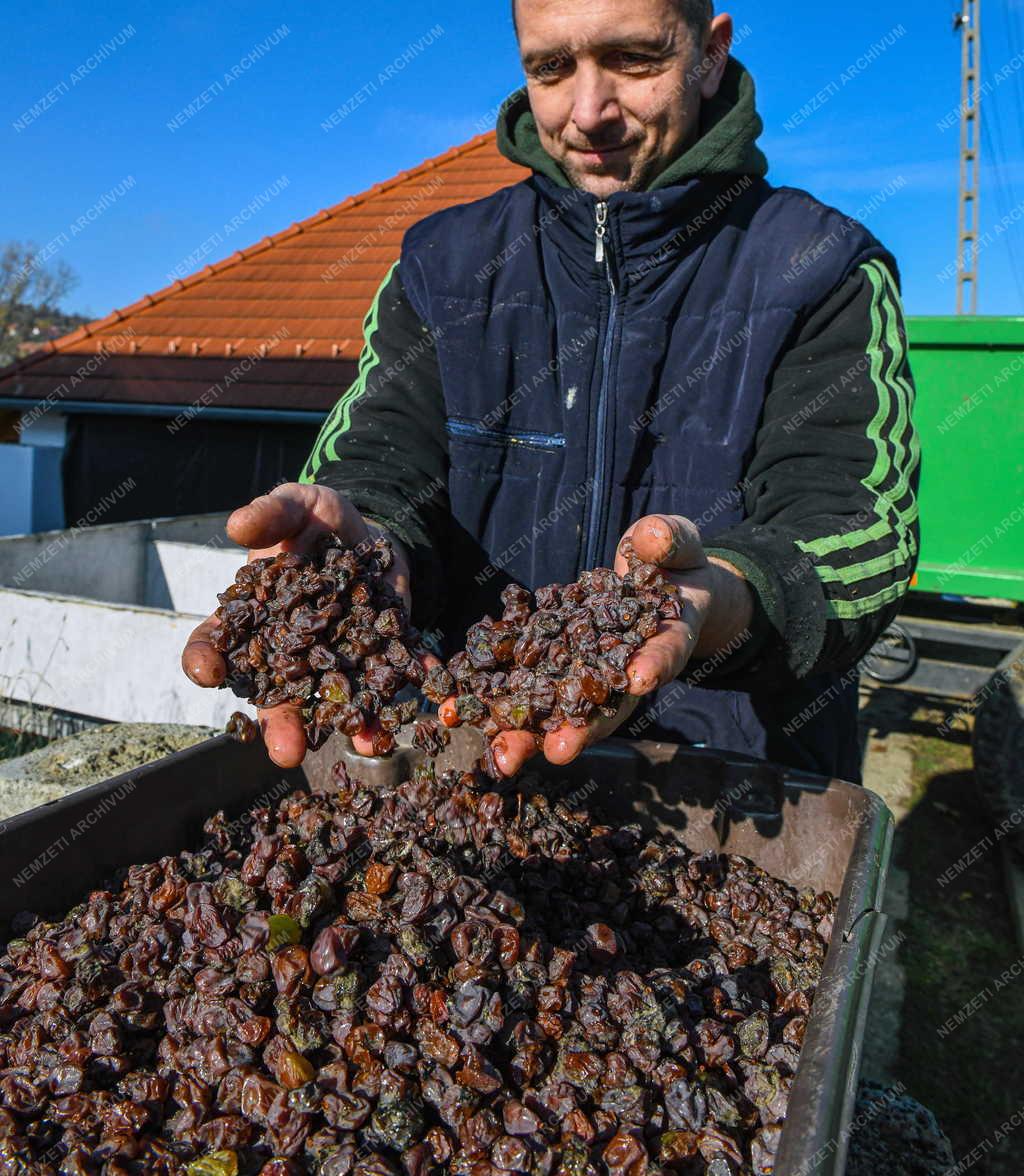 Mezőgazdaság - Borszőlő szüret Mádon