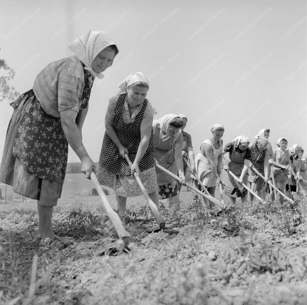 Mezőgazdaság - A sármelléki Biztos Jövő Termelőszövetkezet