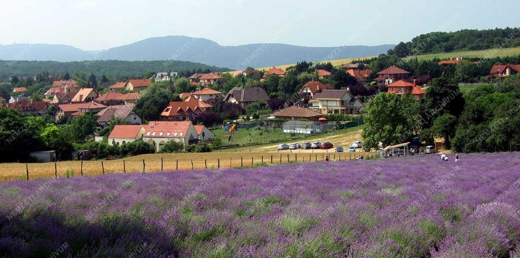 Mezőgazdaság - Pilisborosjenő - Virágzik a levendula