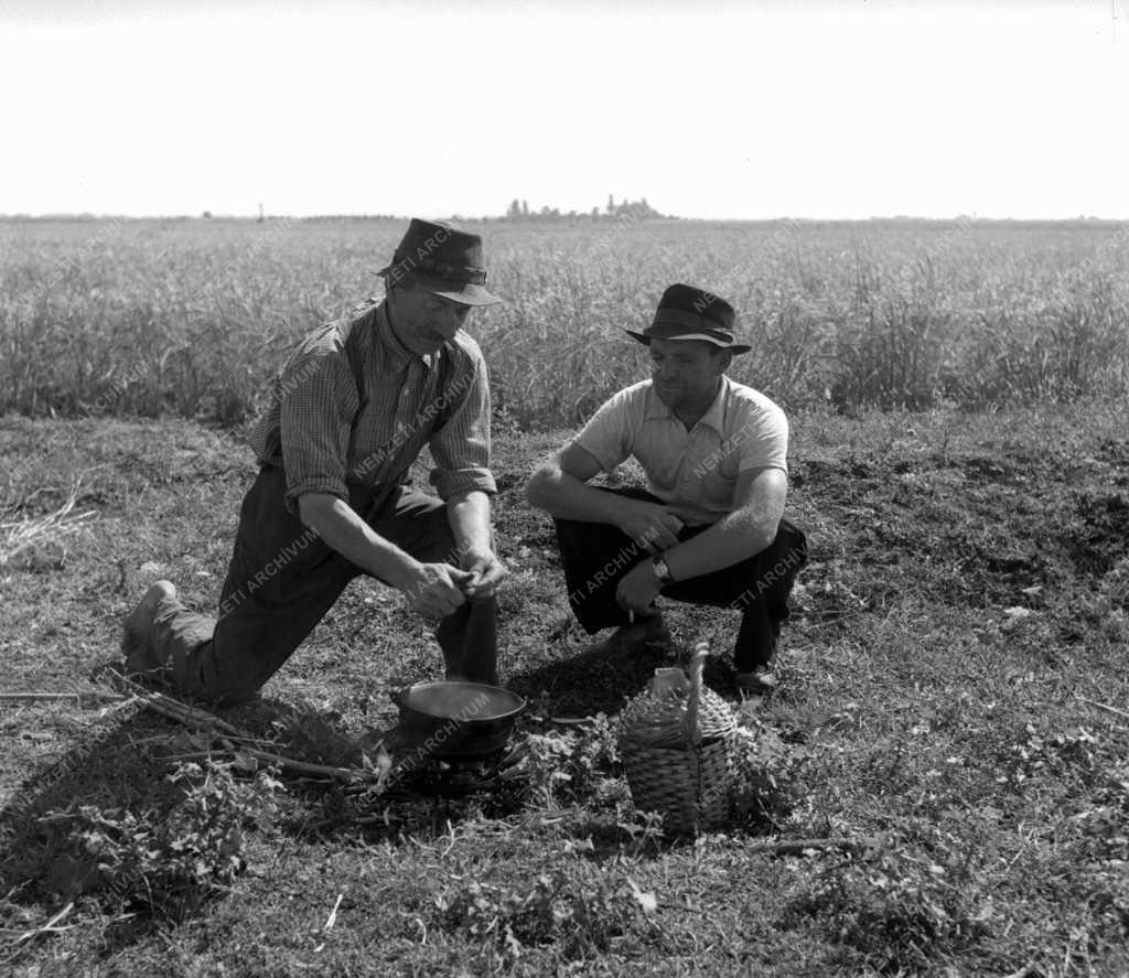 Gazdaság - Mezőgazdaság - A szedegi Felszabadulás Tsz életéből