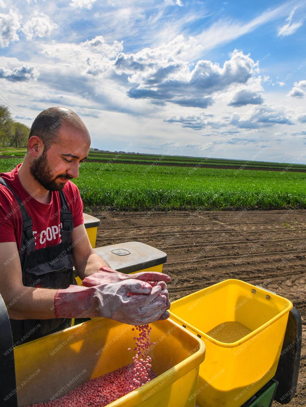 Mezőgazdaság - Kukorica vetése Ebes határában