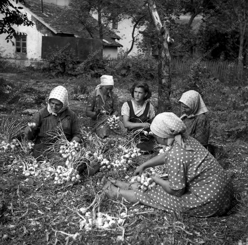 Mezőgazdaság - Termelőszövetkezet 