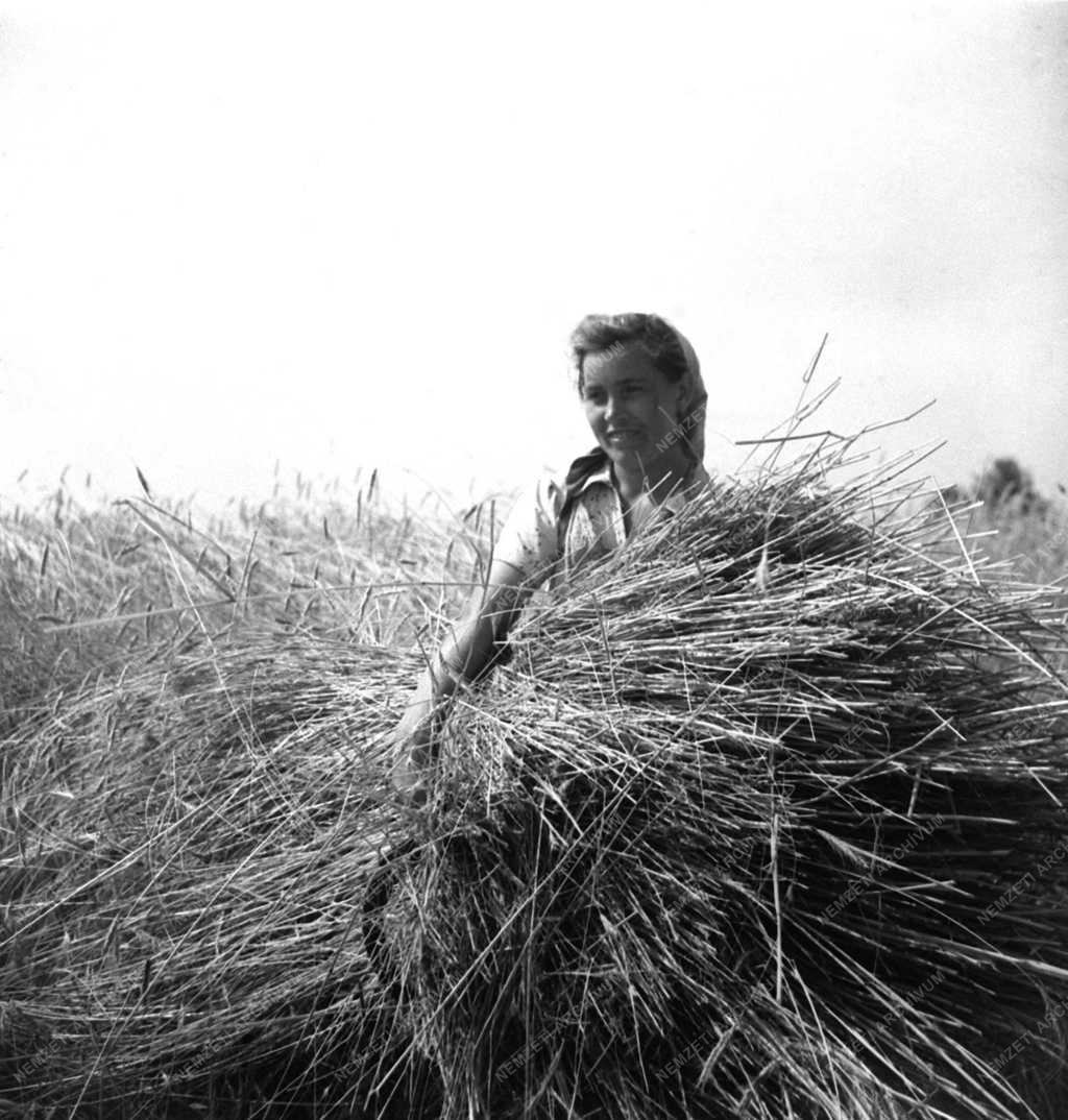 Mezőgazdaság - Mezőgazdasági munka - Aratás