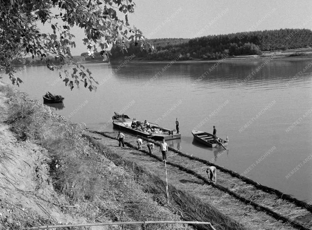 Természetvédelem - Rőzsepokróccal védik a Tisza-partot Szegednél