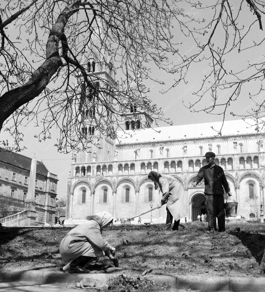 Pécs - Parkgondozás