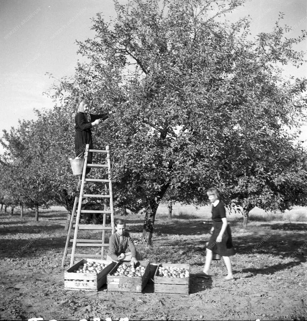 Gazdaság - Mányi ÁG - Almaszüret