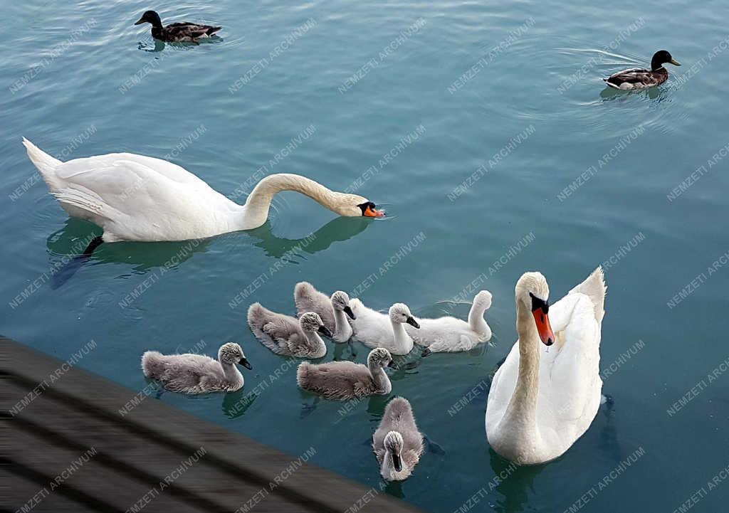 Természet - Balatonfüred - Hattyúk és vadkacsák a Balaton vizén