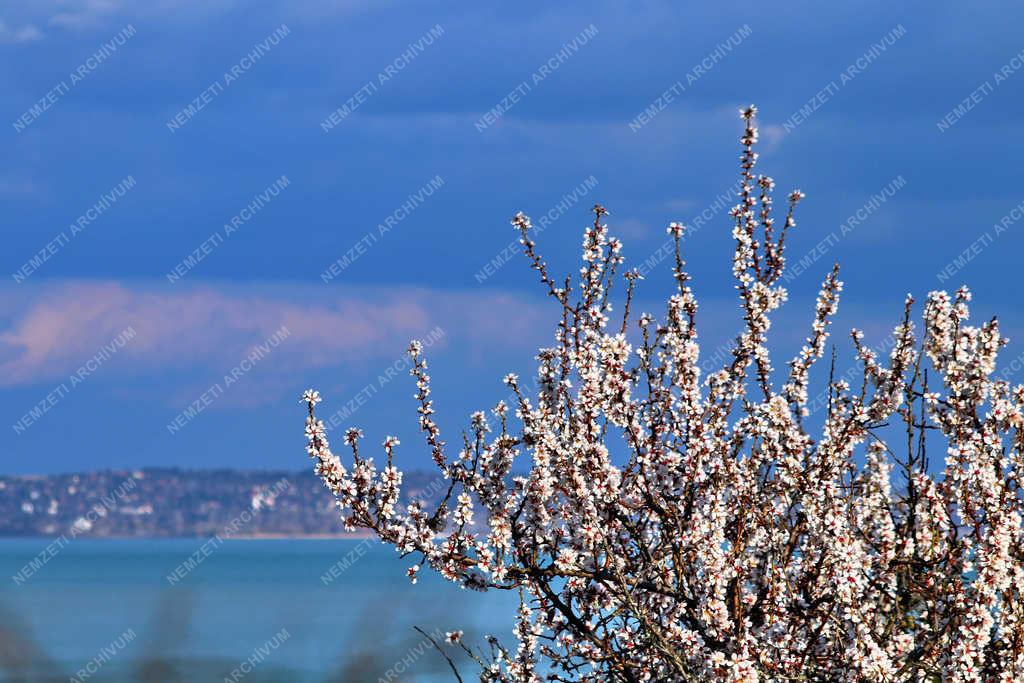 Természet - Balatonalmádi - Mandulafa virágzás