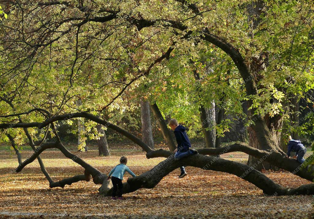 Szabadidő - Martonvásár - Kirándulók az őszi arborétumban