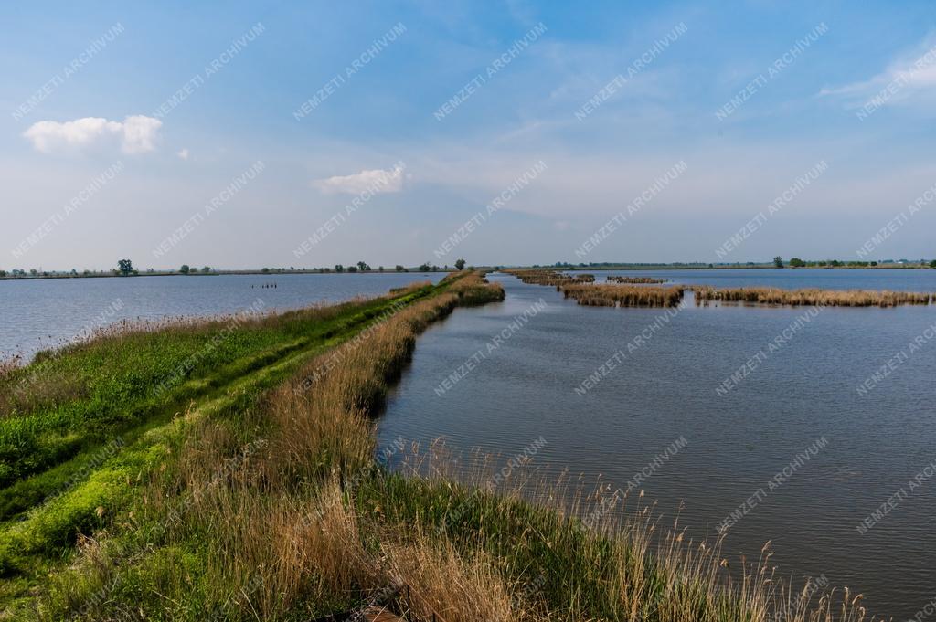 Tájkép - Bugyi - Ürbőpuszta - Halastó