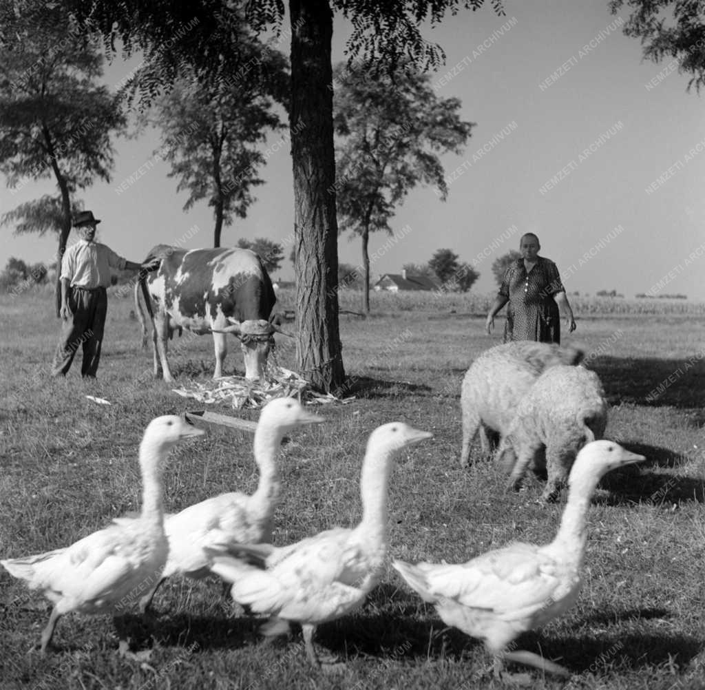 Mezőgazdaság - A makói József Attila Termelőszövetkezet