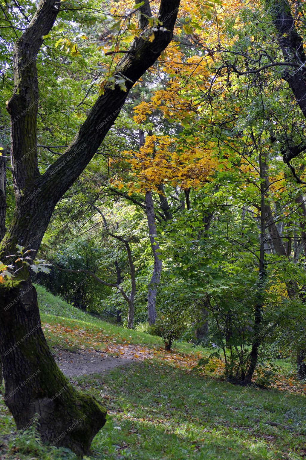 Természet - Budapest - Ősz a Gellért-hegyen