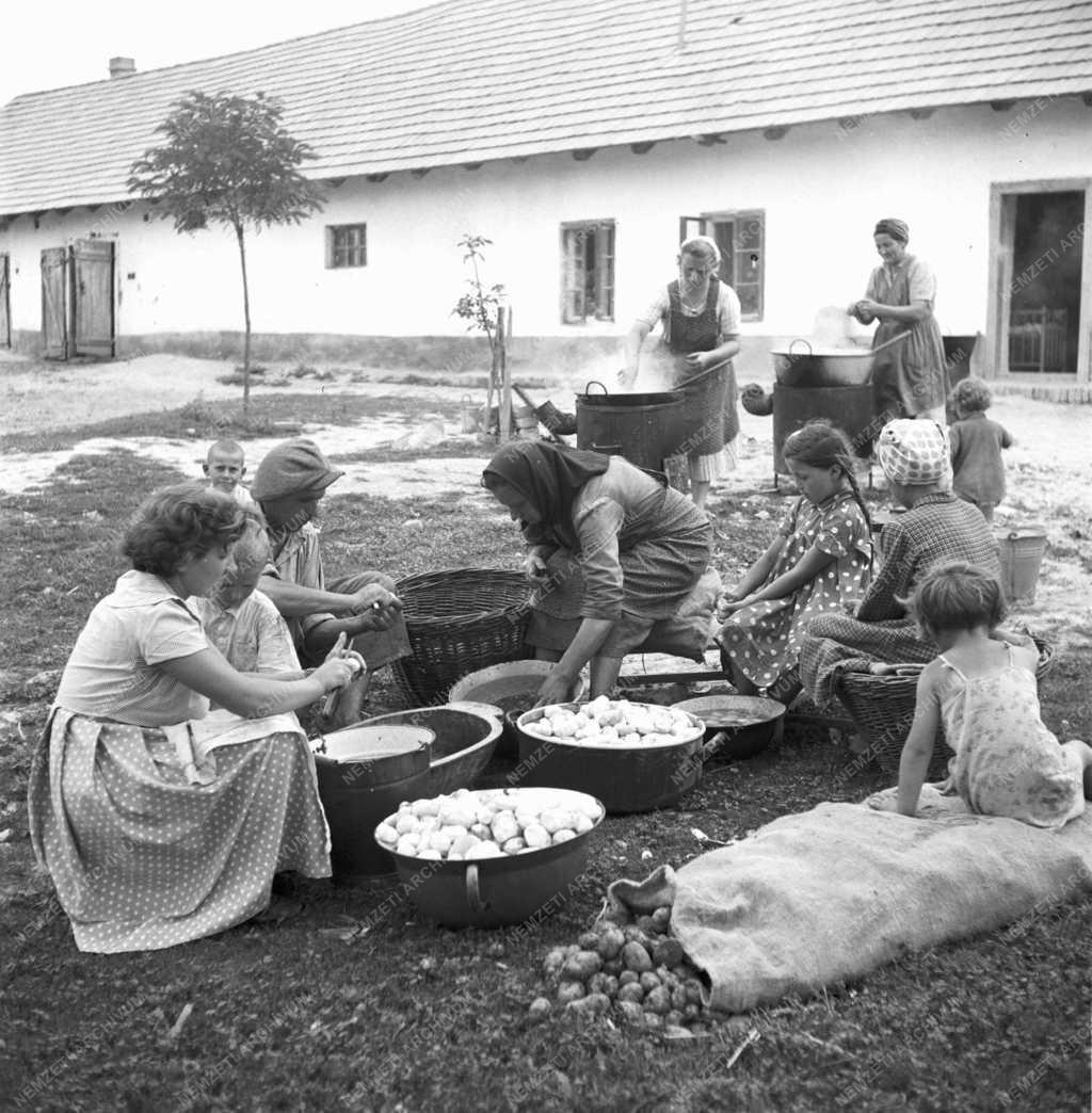 Gazdaság - Mezőgazdaság - Termelőszövetkezet Pusztaegresen