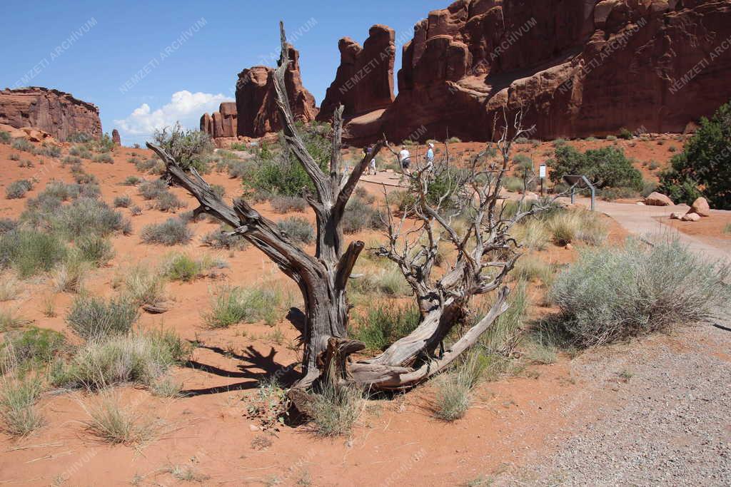 Természet - Kiszáradt fa a Bryce Canyonban