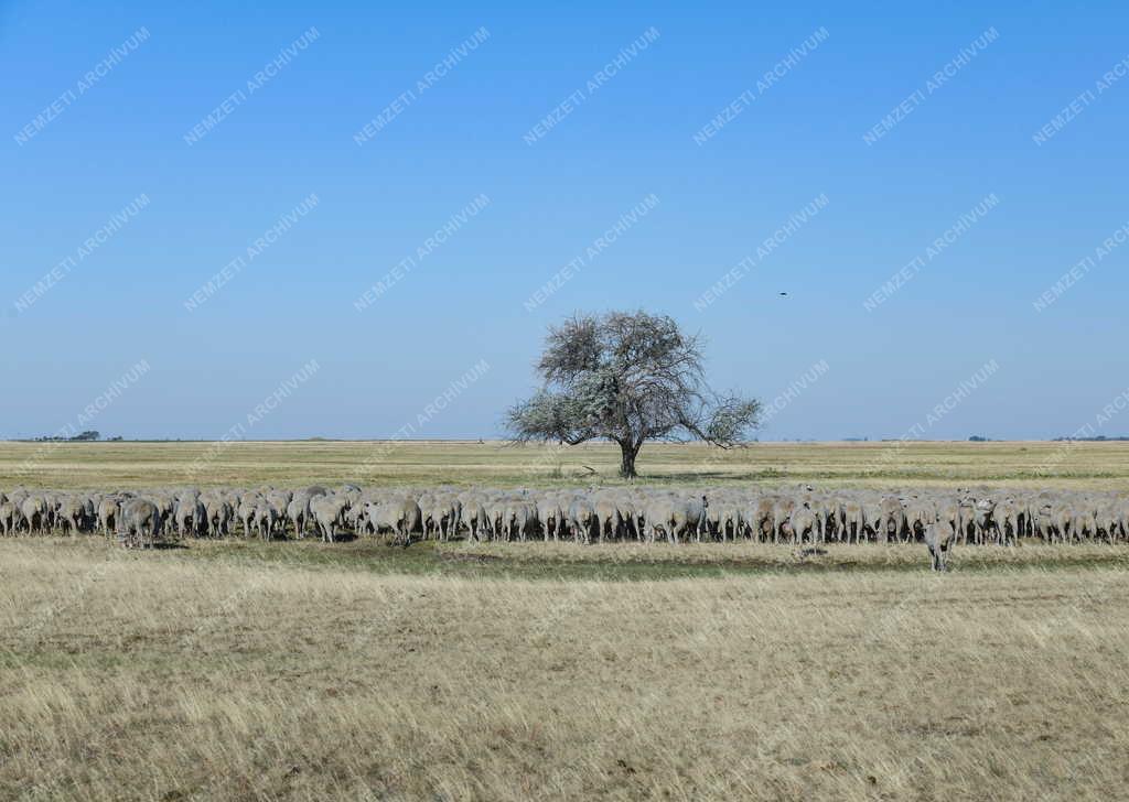 Mezőgazdaság - Állattartás a Hortobágyon