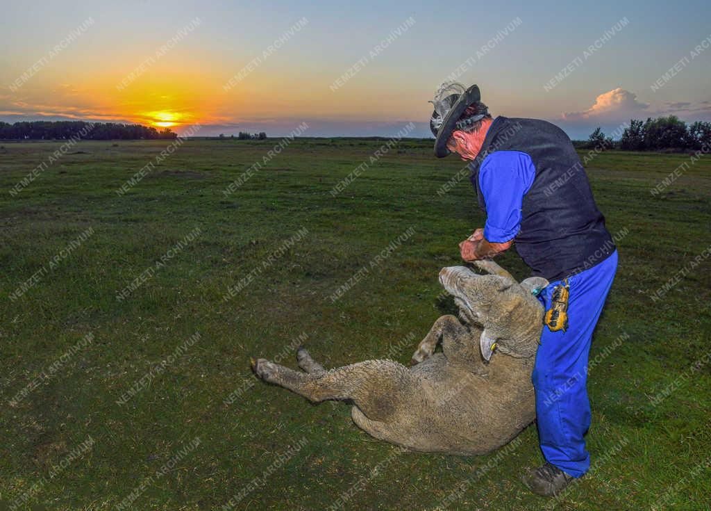 Állattartás - Hortobágy - Gazdaságvédelmi akcióterv