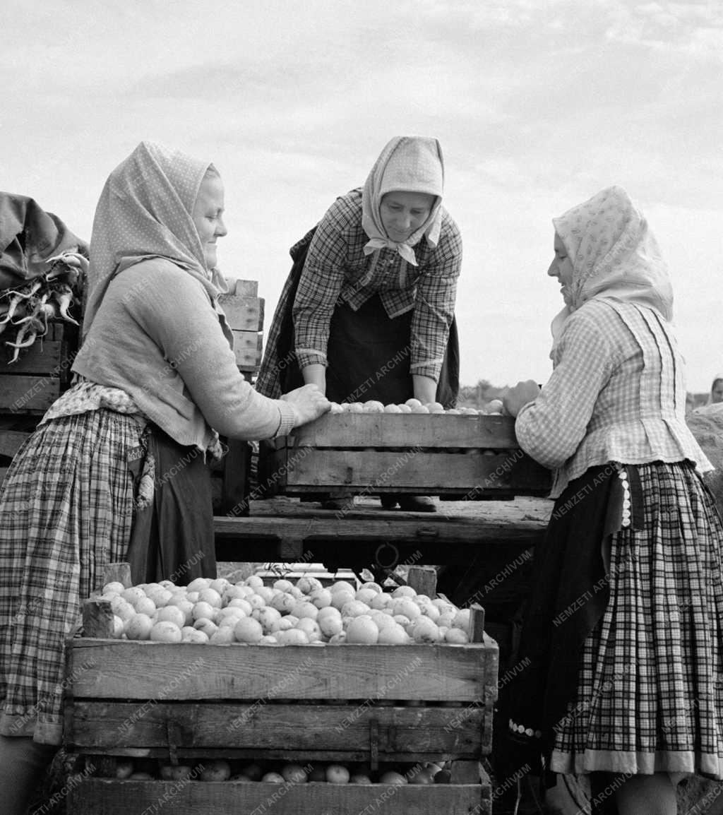 Mezőgazdaság - Őszi munkák a Haladás Termelőszövetkezetben