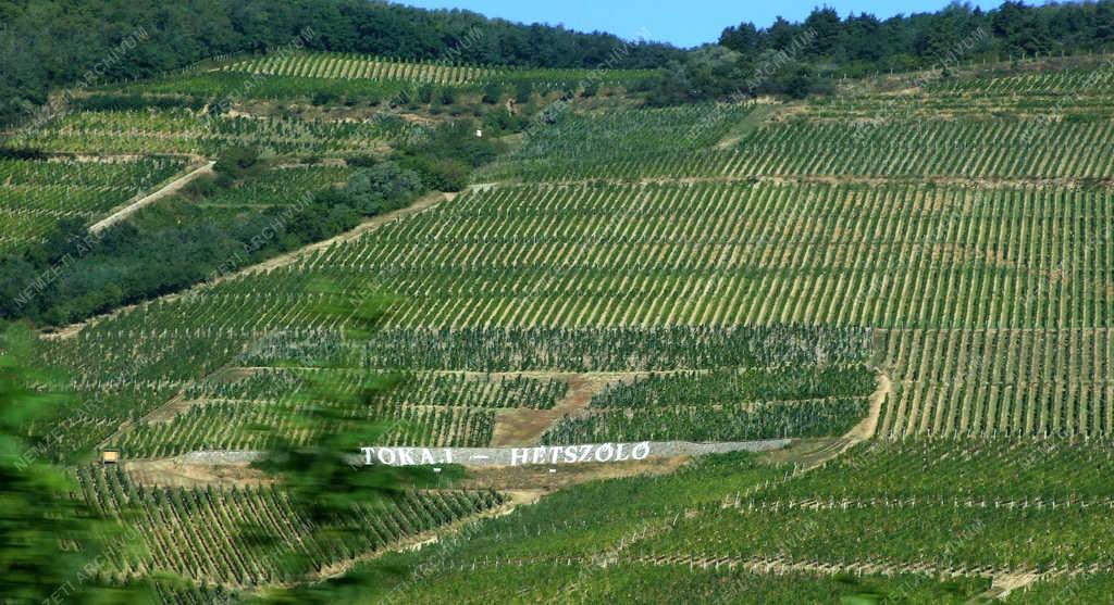 Szőlőtermesztés - Tokaj - A Tokaji Hétszőlő Szőlőbirtok 