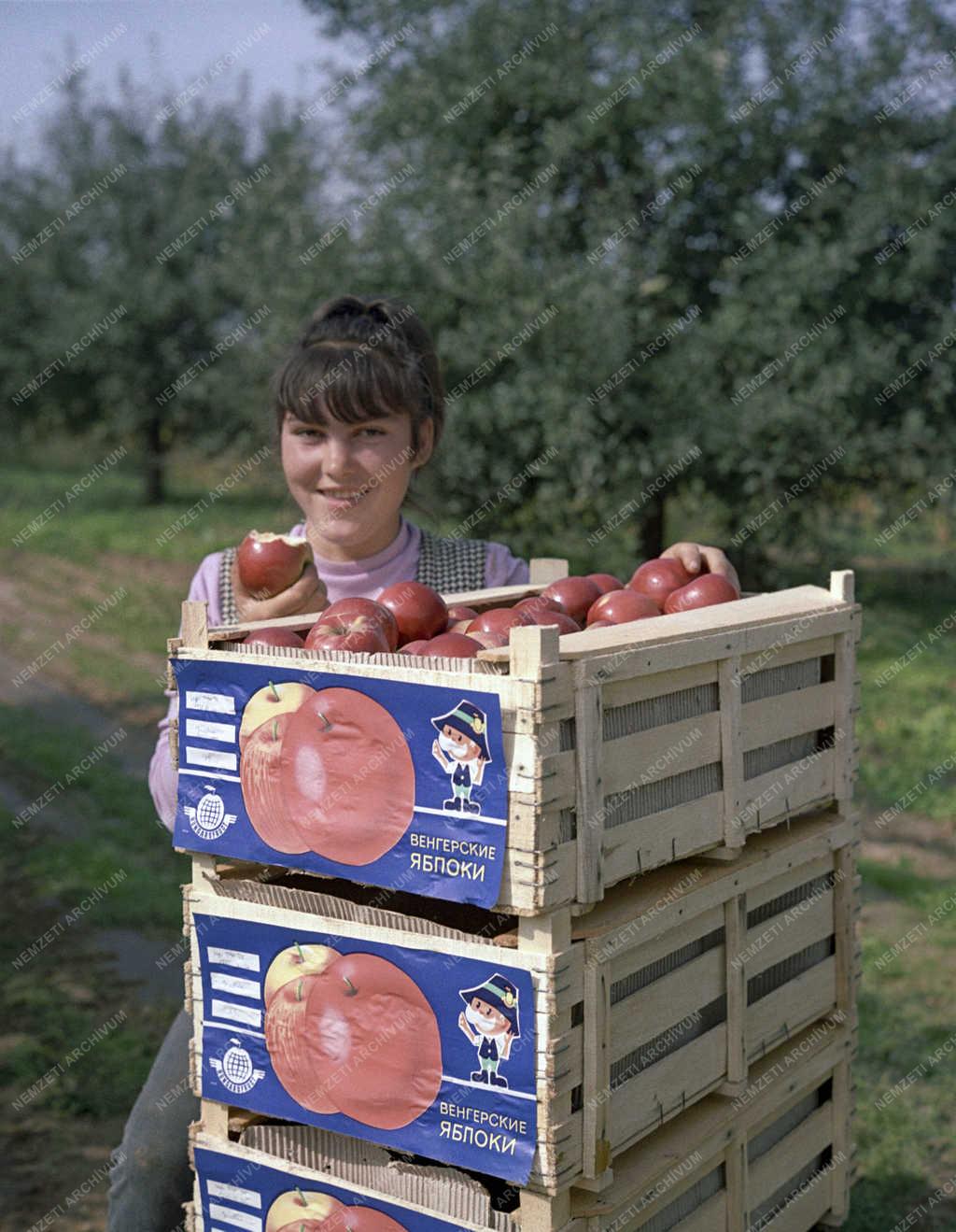 Mezőgazdaság - Almaexport 