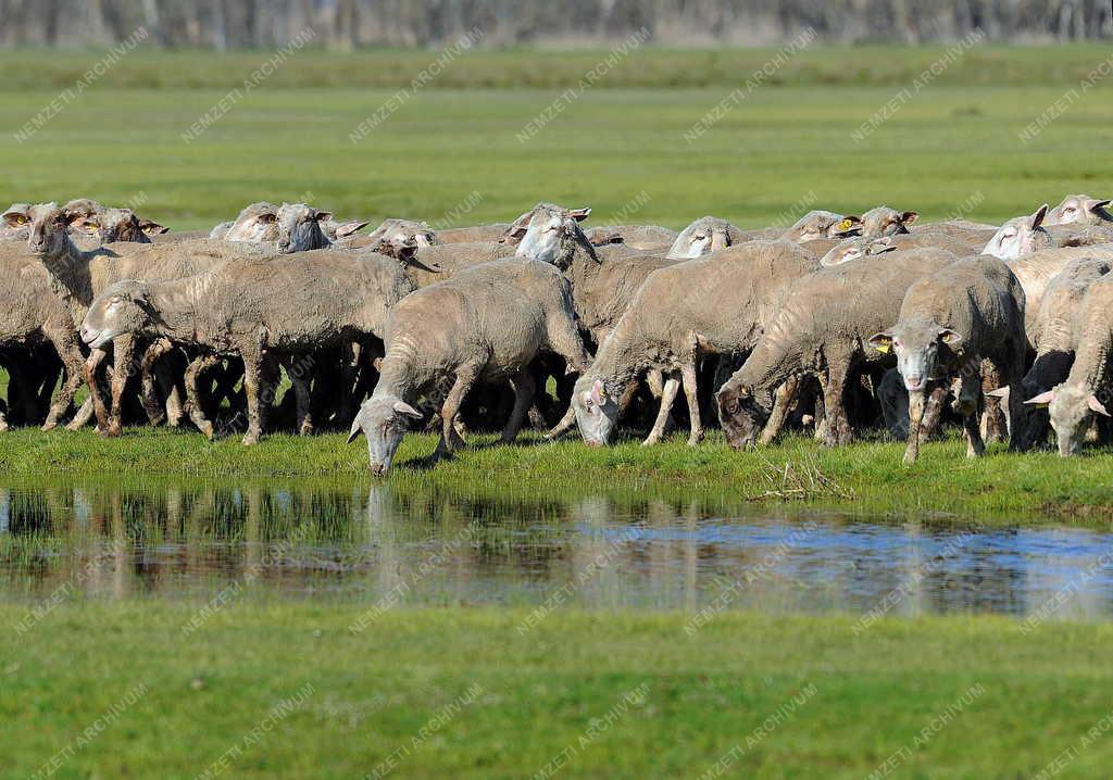 Állattenyésztés - Hortobágy - Megkezdődött a legeltetés 