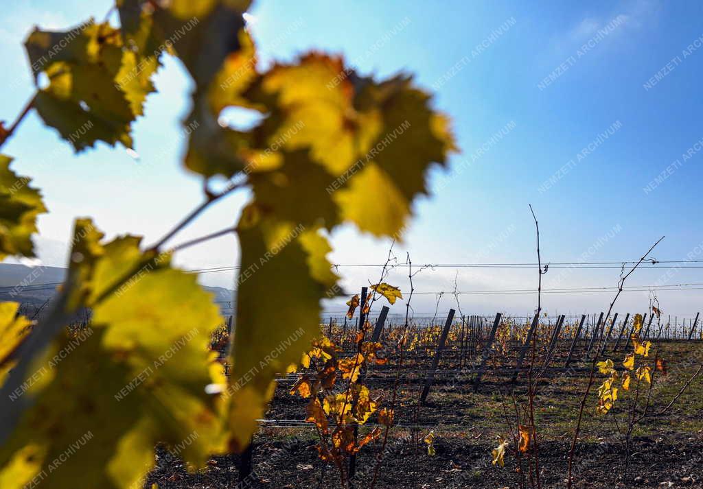 Mezőgazdaság - Szőlőültetvények Tokaj-Hegyalján