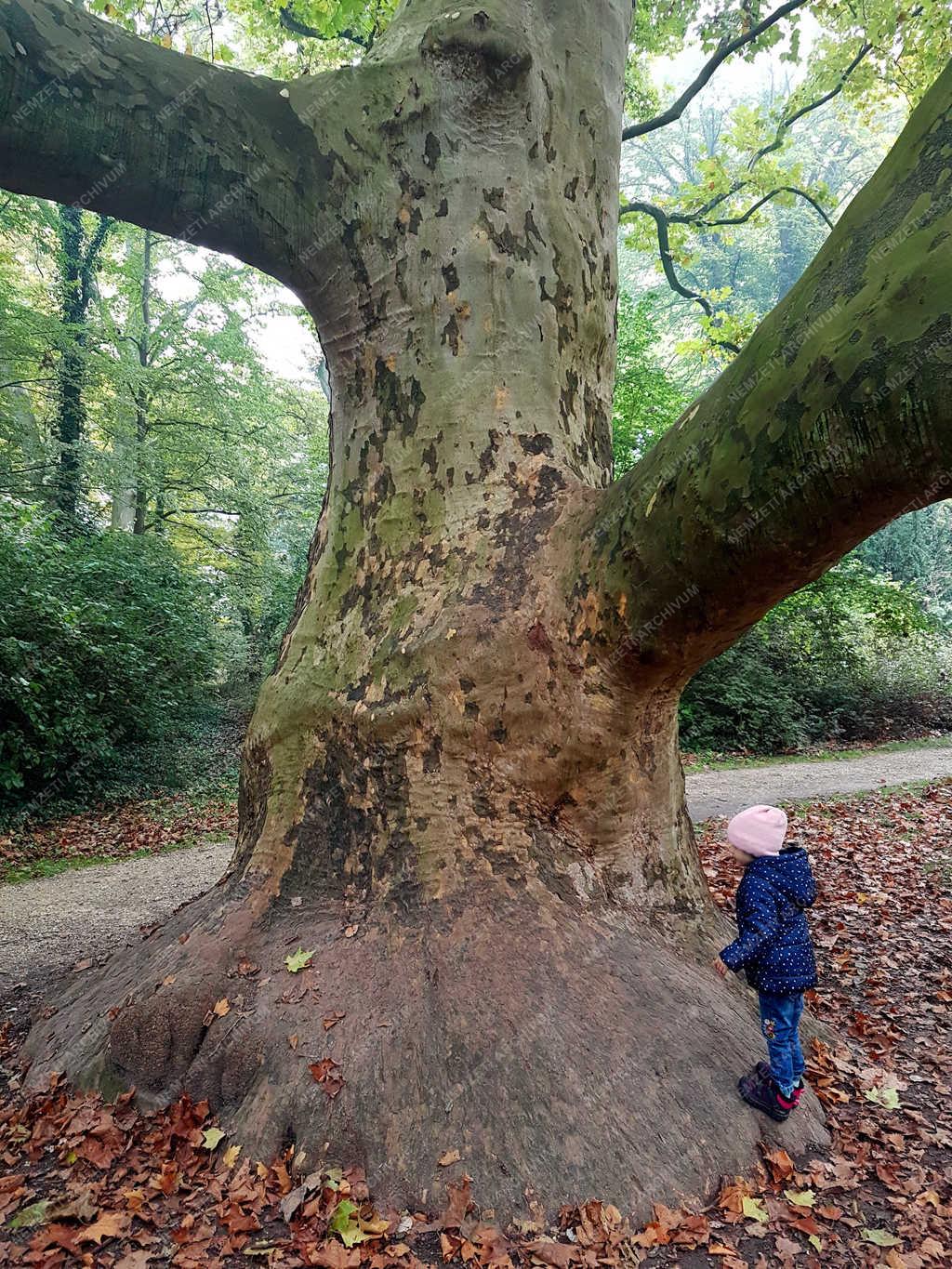 Természet - Alcsútdoboz - Az arborétum öreg platánja