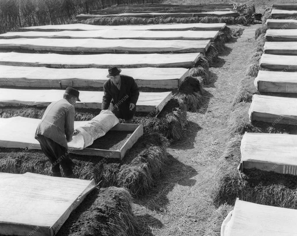 Mezőgazdaság - A lábodi Lenin Termelőszövetkezet